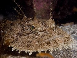 Angler fish. Isle of Lewis. Scotland.
D200, 60mm. by Derek Haslam 
